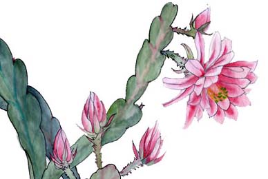 令箭荷花