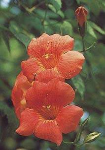 凌霄花