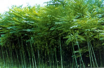 千头椿