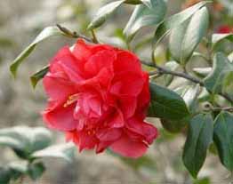 山茶花