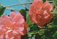 山茶花