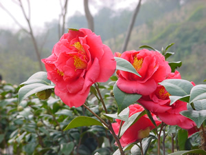 山茶花