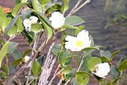 山茶花