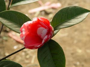 山茶花