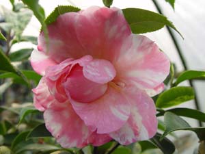 山茶花