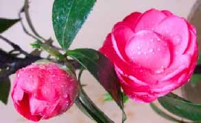 山茶花