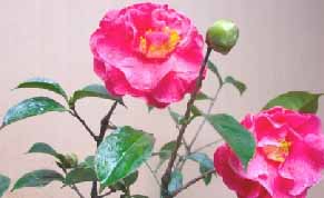 山茶花