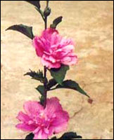 木槿
