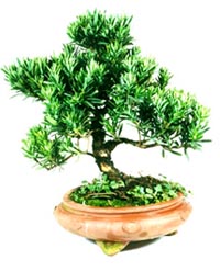 罗汉松