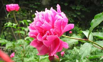 芍药