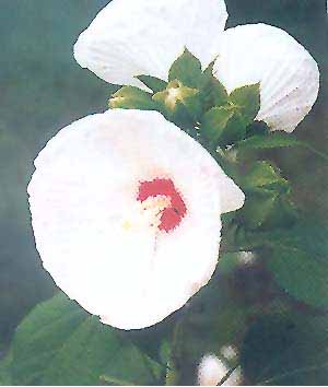 芙蓉葵